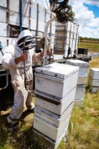 Moving hives with Farmgate Honey